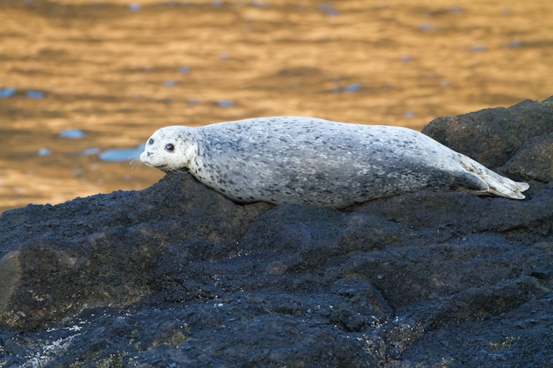 Harbor Seal